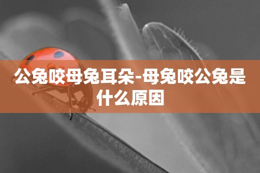 公兔咬母兔耳朵-母兔咬公兔是什么原因