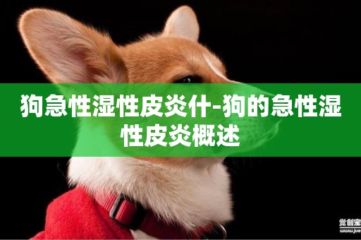 狗急性濕性皮炎什-狗的急性濕性皮炎概述