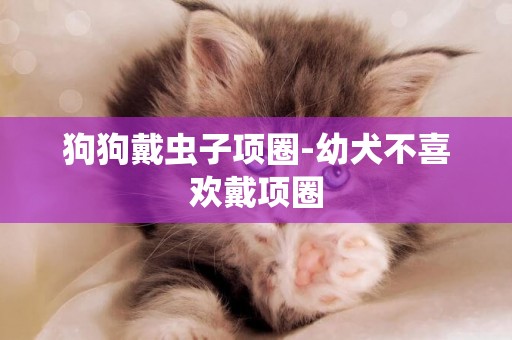 狗狗戴蟲子項圈-幼犬不喜歡戴項圈