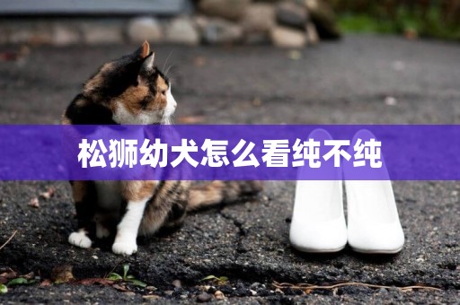松獅幼犬怎么看純不純