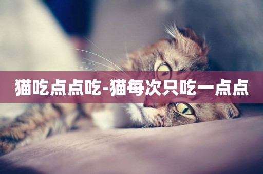 貓吃點點吃-貓每次只吃一點點