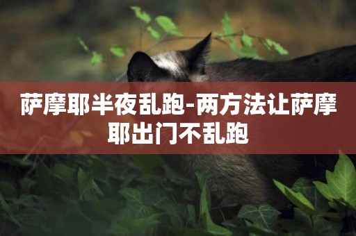 薩摩耶半夜亂跑-兩方法讓薩摩耶出門不亂跑