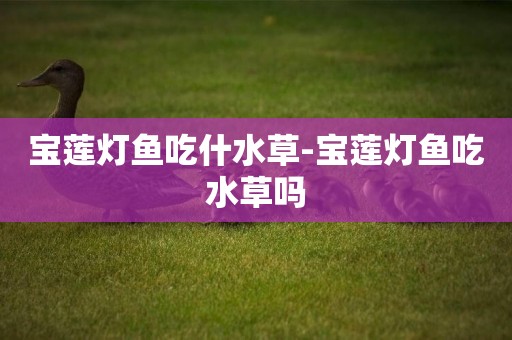 寶蓮燈魚吃什水草-寶蓮燈魚吃水草嗎