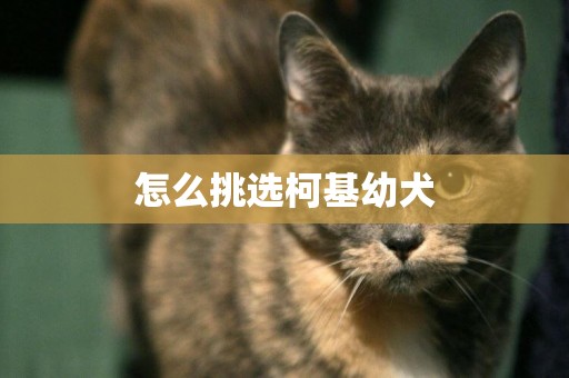 怎么挑選柯基幼犬