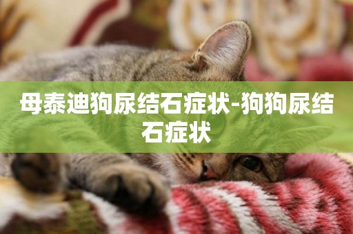 母泰迪狗尿結石癥狀-狗狗尿結石癥狀