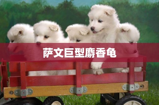 薩文巨型麝香龜