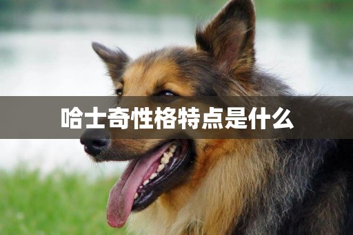 哈士奇性格特點是什么