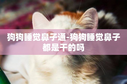 狗狗睡覺鼻子通-狗狗睡覺鼻子都是干的嗎