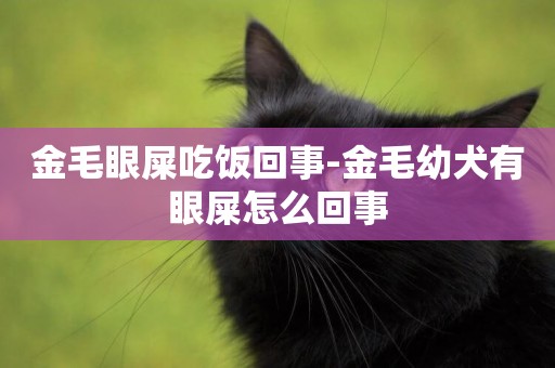 金毛眼屎吃飯回事-金毛幼犬有眼屎怎么回事