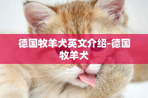 德國牧羊犬英文介紹-德國牧羊犬