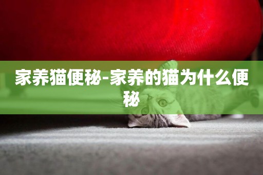 家養貓便秘-家養的貓為什么便秘