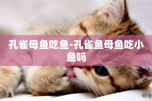 孔雀母魚吃魚-孔雀魚母魚吃小魚嗎