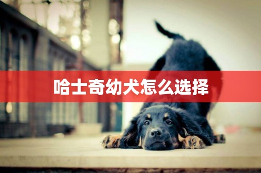 哈士奇幼犬怎么選擇