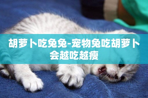 胡蘿卜吃兔兔-寵物兔吃胡蘿卜會越吃越瘦