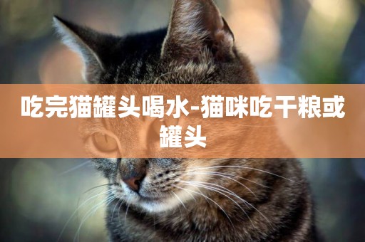 吃完貓罐頭喝水-貓咪吃干糧或罐頭