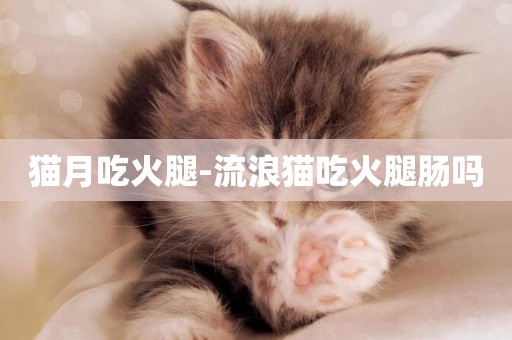 貓月吃火腿-流浪貓吃火腿腸嗎