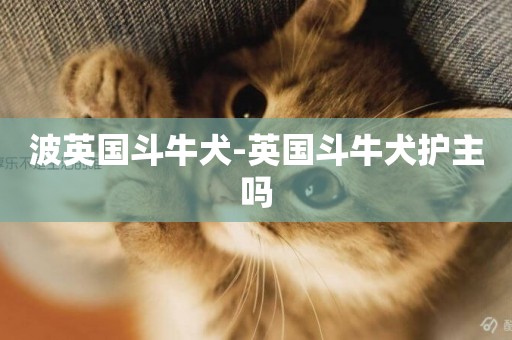 波英國斗牛犬-英國斗牛犬護主嗎