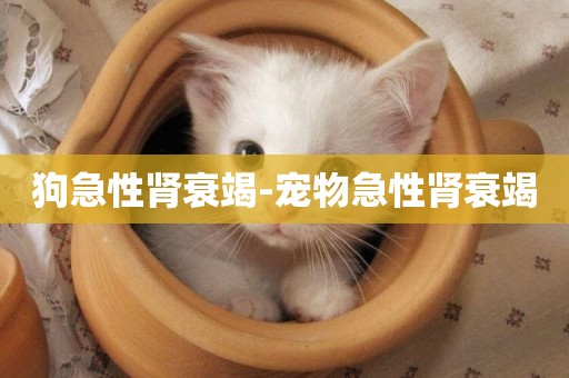 狗急性腎衰竭-寵物急性腎衰竭