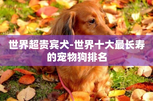 世界超貴賓犬-世界十大最長壽的寵物狗排名