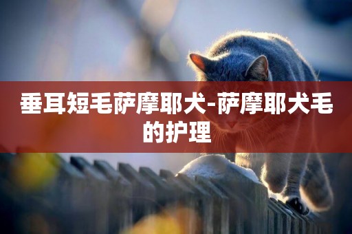 垂耳短毛薩摩耶犬-薩摩耶犬毛的護理