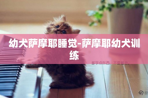 幼犬薩摩耶睡覺-薩摩耶幼犬訓練