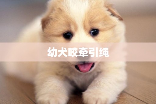 幼犬咬牽引繩