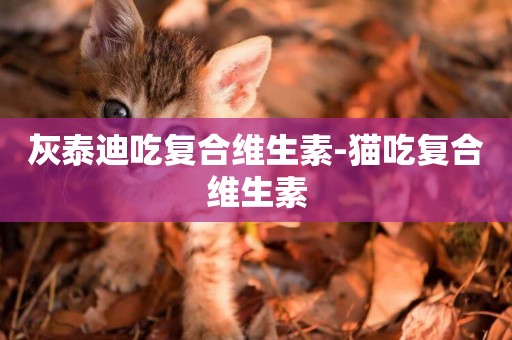 灰泰迪吃復合維生素-貓吃復合維生素