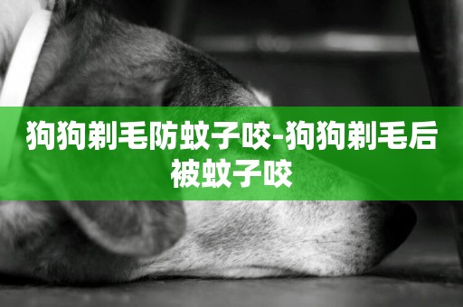狗狗剃毛防蚊子咬-狗狗剃毛后被蚊子咬