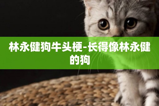 林永健狗牛頭梗-長得像林永健的狗