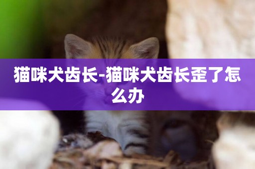貓咪犬齒長-貓咪犬齒長歪了怎么辦
