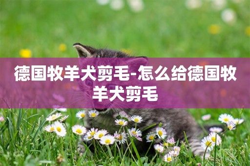 德國牧羊犬剪毛-怎么給德國牧羊犬剪毛