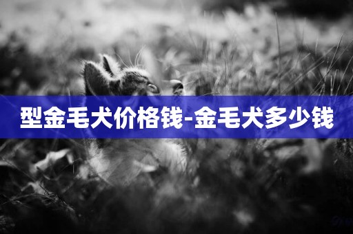 型金毛犬價格錢-金毛犬多少錢