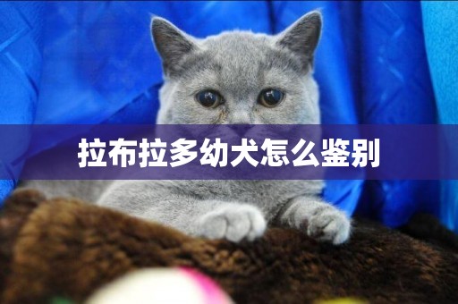 拉布拉多幼犬怎么鑒別