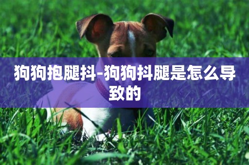 狗狗抱腿抖-狗狗抖腿是怎么導致的