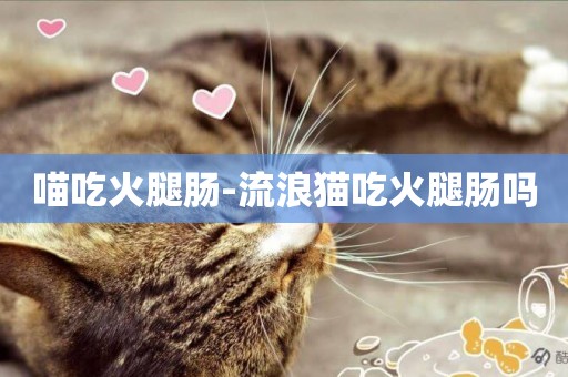 喵吃火腿腸-流浪貓吃火腿腸嗎
