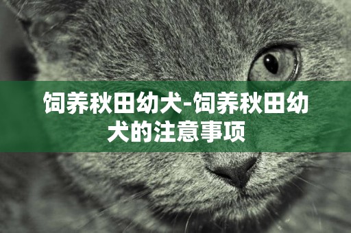 飼養秋田幼犬-飼養秋田幼犬的注意事項