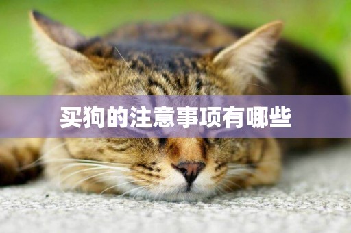 買狗的注意事項有哪些