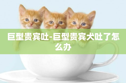 巨型貴賓吐-巨型貴賓犬吐了怎么辦