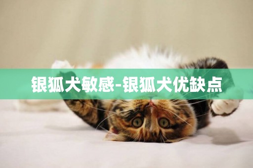 銀狐犬敏感-銀狐犬優缺點