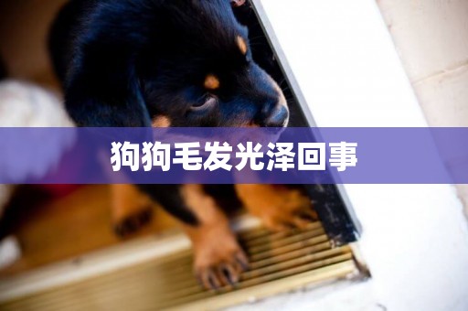 狗狗毛發光澤回事
