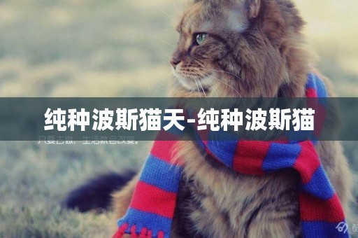純種波斯貓天-純種波斯貓