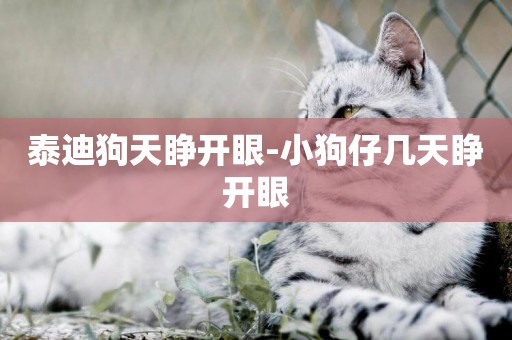 泰迪狗天睜開眼-小狗仔幾天睜開眼