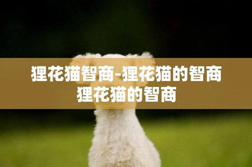 貍花貓智商-貍花貓的智商貍花貓的智商