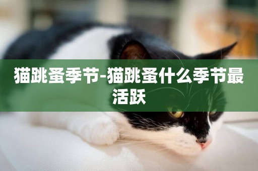 貓跳蚤季節-貓跳蚤什么季節最活躍