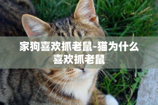 家狗喜歡抓老鼠-貓為什么喜歡抓老鼠