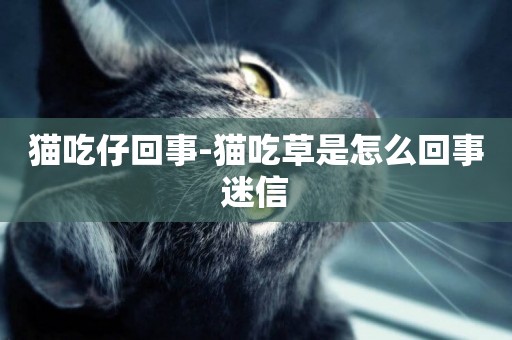 貓吃仔回事-貓吃草是怎么回事迷信