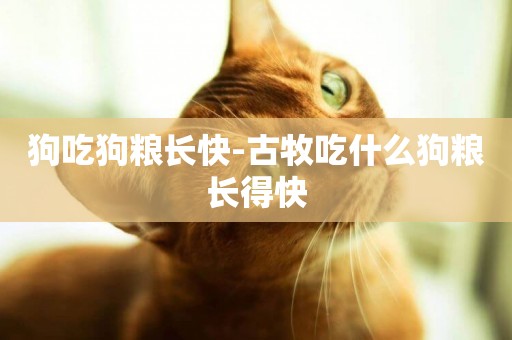 狗吃狗糧長快-古牧吃什么狗糧長得快