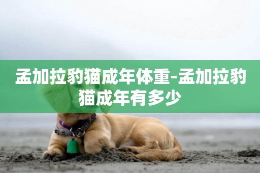 孟加拉豹貓成年體重-孟加拉豹貓成年有多少