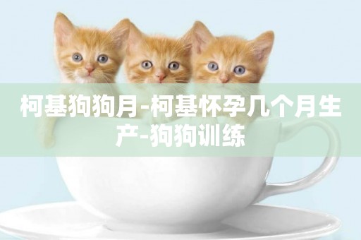柯基狗狗月-柯基懷孕幾個月生產-狗狗訓練