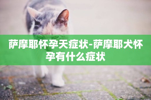 薩摩耶懷孕天癥狀-薩摩耶犬懷孕有什么癥狀